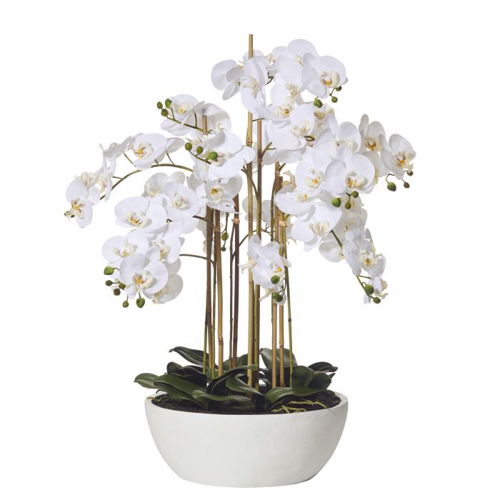 Butterfly Orchid-Round Pot 83cm White